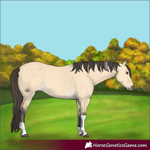 Horse Color:Buckskin Dun Tobiano 
