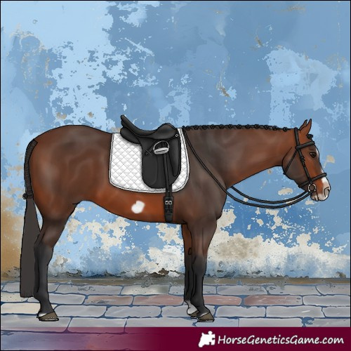 Horse Color:Bay Splash Frame Rabicano
