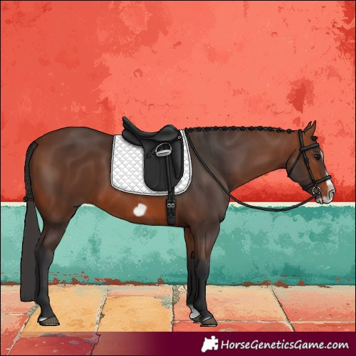 Horse Color:Bay Splash Frame Rabicano