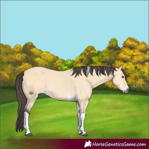 Horse Color:Buckskin Dun Tobiano