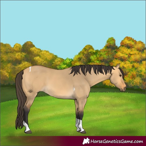 Horse Color:Buckskin Dun Tobiano 