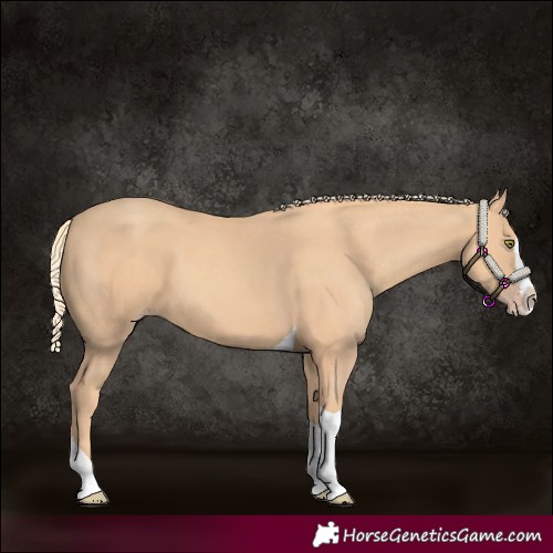 Horse Color:Gold Champagne Splash Tobiano