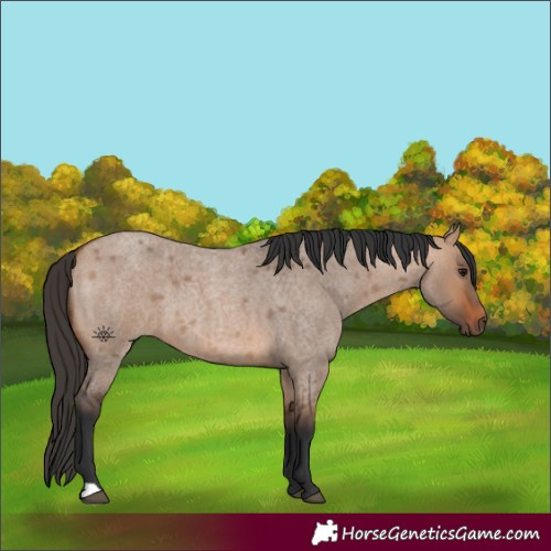 Horse Color:Bay Roan Dun 