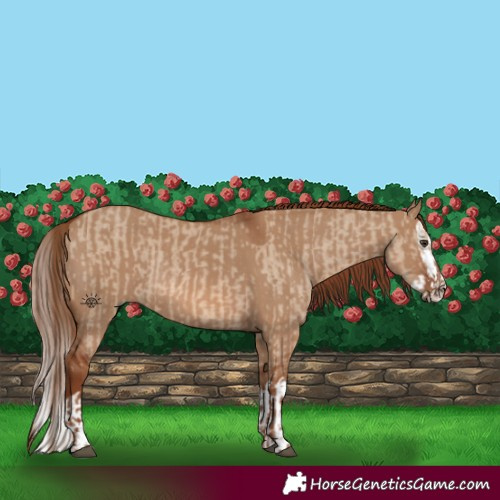 Horse Color:Red Dun Rabicano  and Red Dun Splash Rabicano 