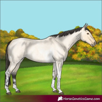 Horse Color:Buckskin Roan Dun Tobiano and Buckskin Roan Dun Tobiano