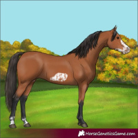 Horse Color:Bay  and Bay Frame 