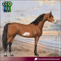 Horse Color:Bay  and Bay Frame 