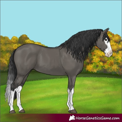 Horse Color:Grullo Splash 