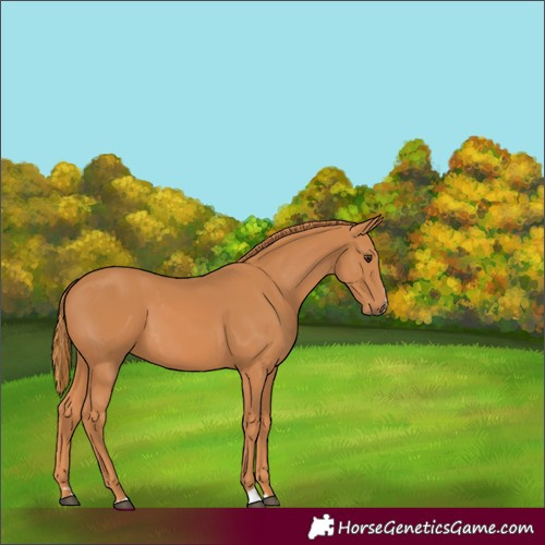 Horse Color:Unknown 