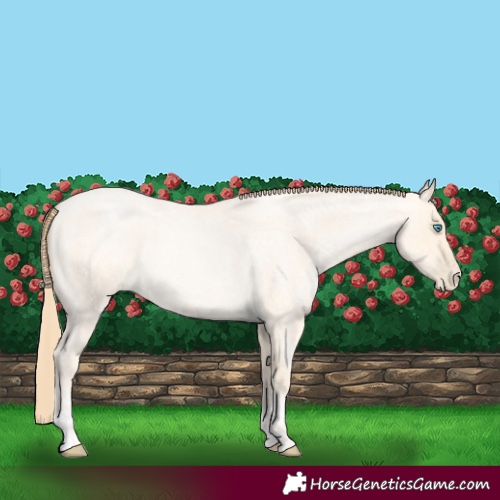 Horse Color:Buckskin Roan Pearl and Buckskin Roan Pearl