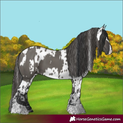 Horse Color:Grullo Tobiano  and Grullo Tobiano Appaloosa 