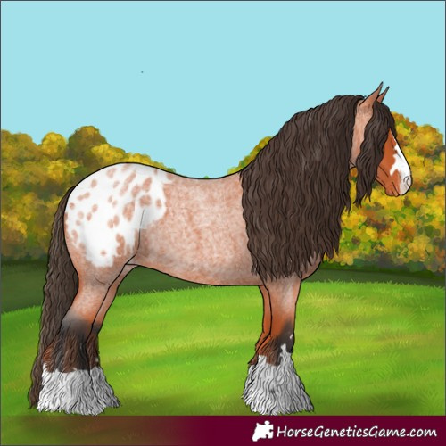 Horse Color:Bay Roan Appaloosa