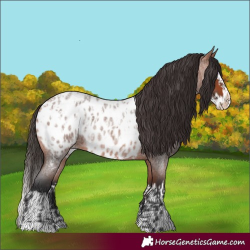 Horse Color:Bay Roan Appaloosa and Bay Roan Splash Appaloosa