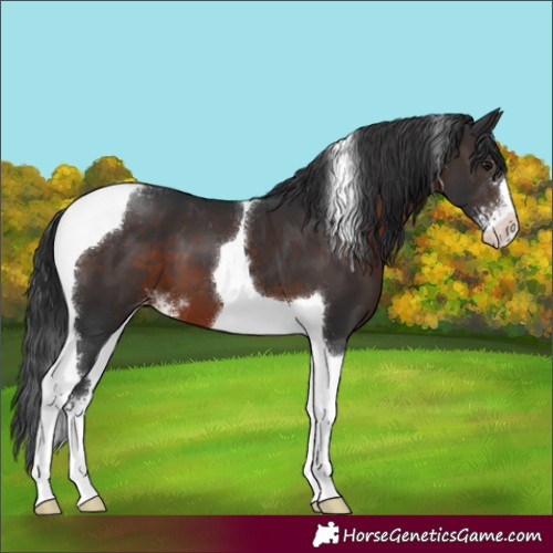 Horse Color:Brown Sabino Tobiano Appaloosa 