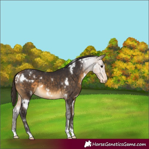 Horse Color:White Spotted Buckskin Appaloosa