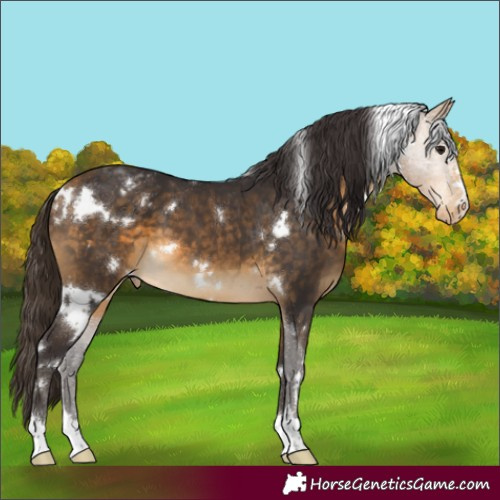 Horse Color:White Spotted Buckskin Appaloosa