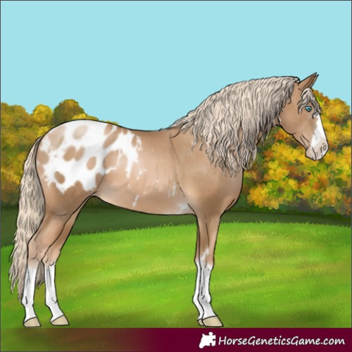 Horse Color:Chocolate Palomino Pearl Appaloosa 