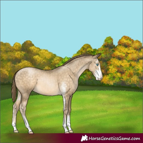 Horse Color:Buckskin Pearl Sabino 