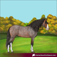 Horse Color:Bay Roan Splash Frame Rabicano