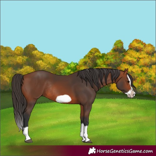 Horse Color:Bay Splash Frame Rabicano 