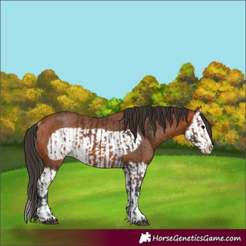 Horse Color:Bay Splash Frame Rabicano  and Bay Splash Frame Rabicano 