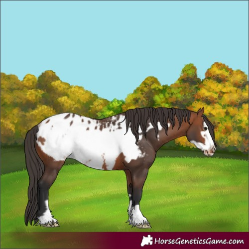 Horse Color:Bay Frame Appaloosa Rabicano