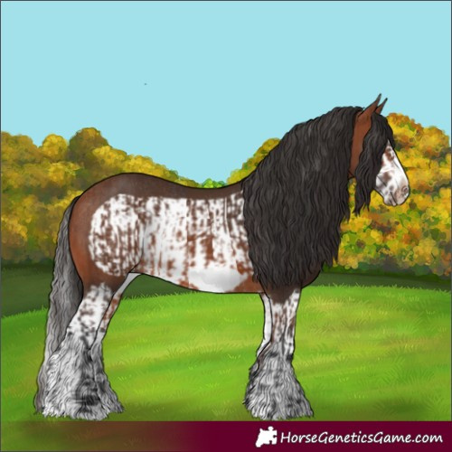 Horse Color:Bay Splash Frame Rabicano  and Bay Splash Frame Rabicano 