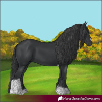 Horse Color:Black Tobiano