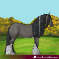 Horse Color:Grullo Tobiano