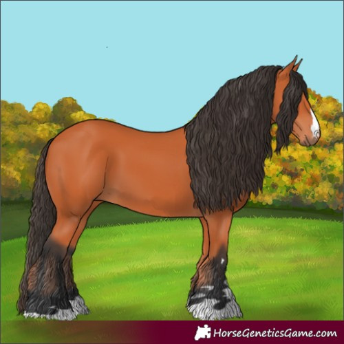 Horse Color:Bay 