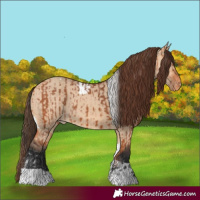 Horse Color:Bay Tobiano Appaloosa and Bay Dun Tobiano Appaloosa