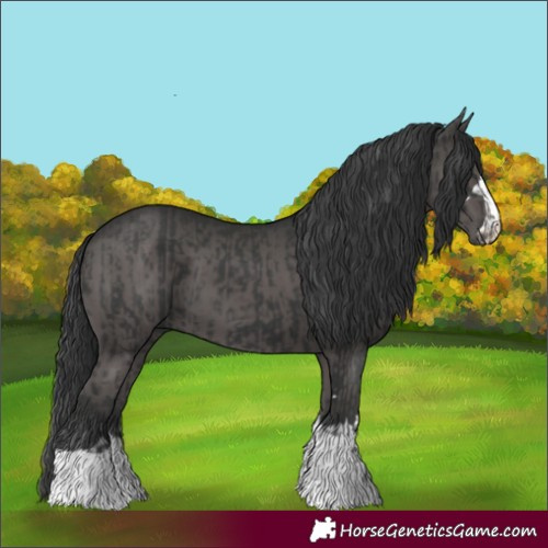 Horse Color:Black and Black