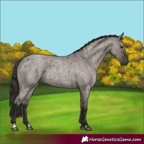 Horse Color:Smoky Grullo Roan  and Smoky Grullo Roan 