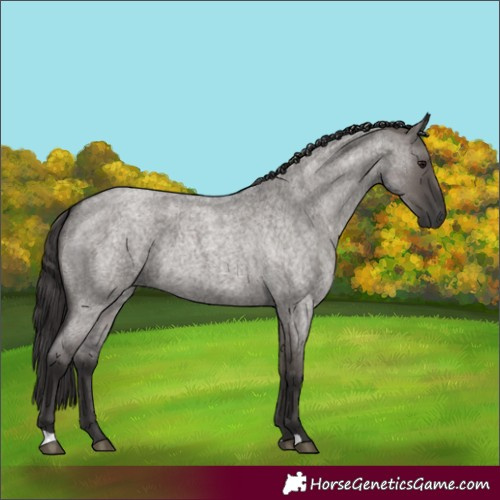 Horse Color:Smoky Grullo Roan