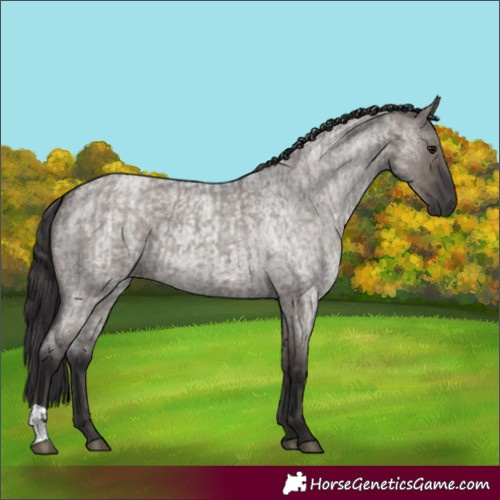 Horse Color:Smoky Grullo Roan and Smoky Grullo Roan
