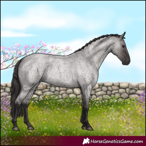 Horse Color:Smoky Grullo Roan