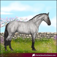 Horse Color:Smoky Grullo Roan