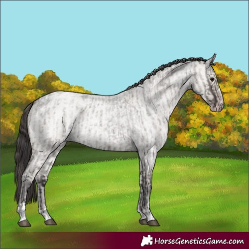 Horse Color:Smoky Grullo Roan and Classic Cream Champagne Roan Dun