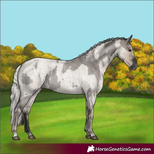 Horse Color:Smoky Grullo Roan and Silver Smoky Grullo Roan