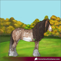 Horse Color:Bay Splash Frame Rabicano and Amber Champagne Splash Frame Rabicano