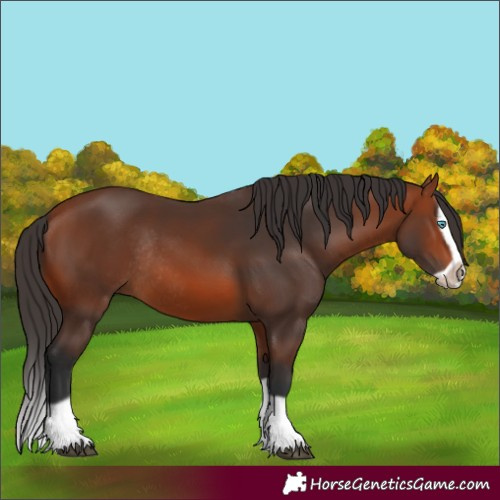 Horse Color:Bay Splash Frame Rabicano 