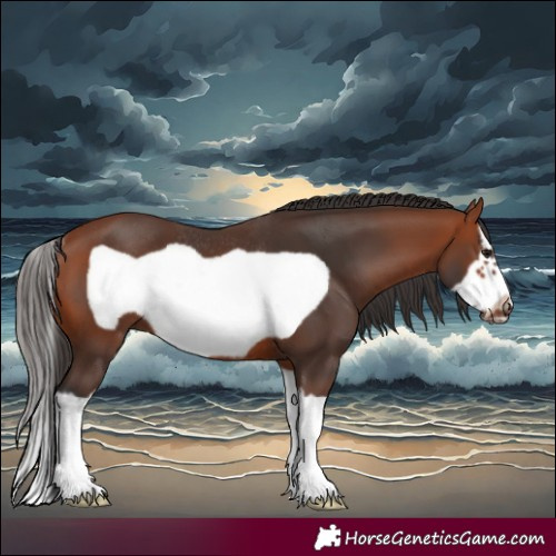 Horse Color:Bay Splash Frame Rabicano