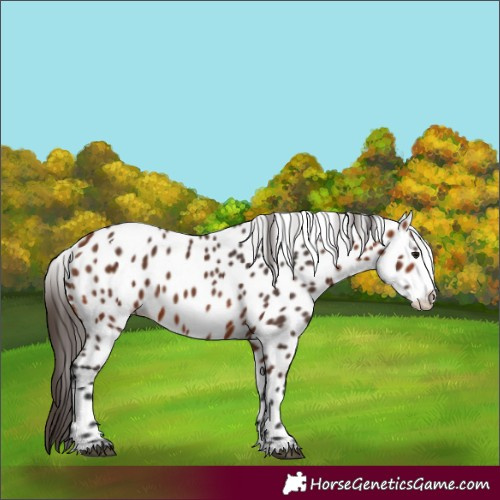 Horse Color:Bay Splash Frame Appaloosa Rabicano 