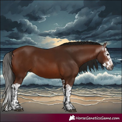 Horse Color:Gray Bay and Gray Bay Splash