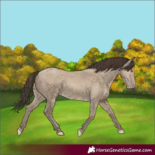 Horse Color:Unknown 