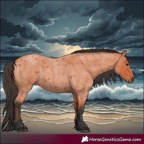 Horse Color:Bay Roan