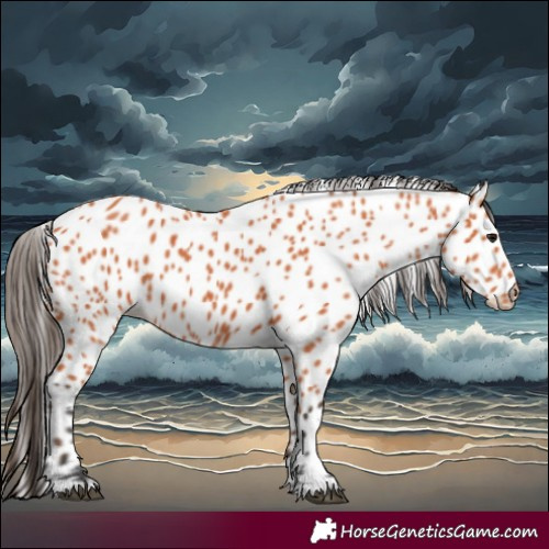 Horse Color:Bay Appaloosa 