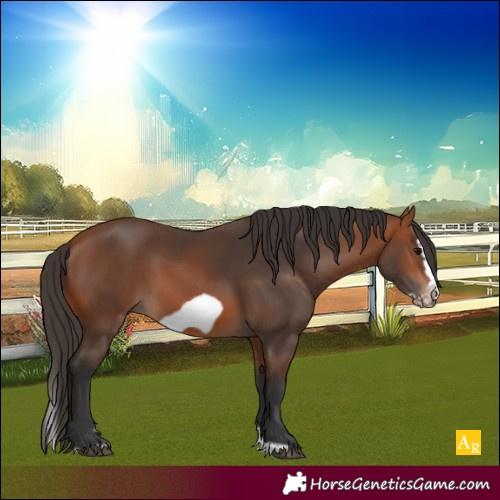 Horse Color:Bay Splash Frame Rabicano