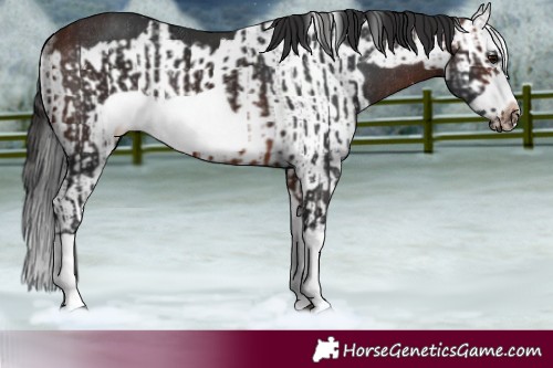 Horse Color:Brown Splash Frame Rabicano  and Brown Splash Frame Rabicano 