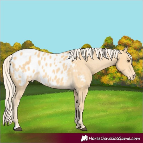 Horse Color:Palomino Appaloosa 